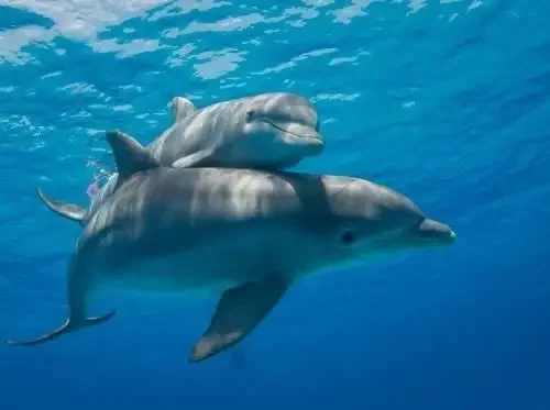 Private speedboat trip to dolphin house in Hurghada