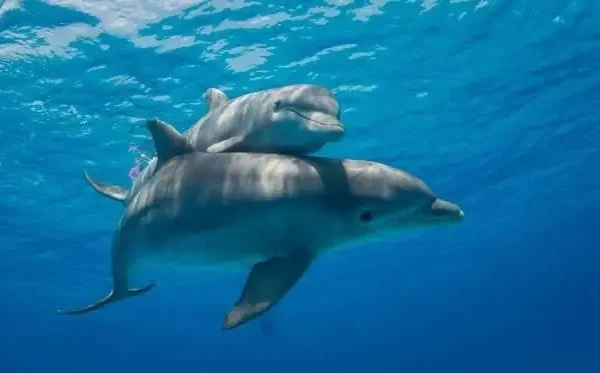 Private speedboat trip to dolphin house in Hurghada