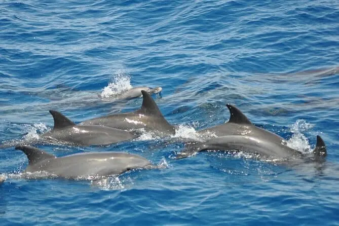 Swim with Dolphins