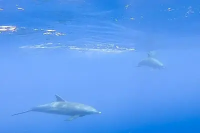 Can we see dolphins on a private speedboat trip in hurghada?